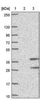 Olfactory Receptor Family 8 Subfamily S Member 1 antibody, NBP1-92232, Novus Biologicals, Western Blot image 