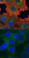 AXL Receptor Tyrosine Kinase antibody, MAB6965, R&D Systems, Immunofluorescence image 