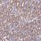 DEAD-Box Helicase 51 antibody, NBP1-85859, Novus Biologicals, Immunohistochemistry frozen image 