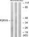 P2Y Receptor Family Member 8 antibody, TA316330, Origene, Western Blot image 