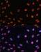 RB Transcriptional Corepressor 1 antibody, 16-832, ProSci, Western Blot image 