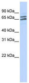 Poly(A) Polymerase Gamma antibody, TA343919, Origene, Western Blot image 