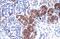 SRY-Box 18 antibody, PA5-40640, Invitrogen Antibodies, Immunohistochemistry frozen image 