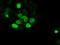 SRY-Box 17 antibody, NBP1-47996, Novus Biologicals, Immunocytochemistry image 