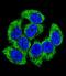 Glutamate-Cysteine Ligase Modifier Subunit antibody, LS-C166413, Lifespan Biosciences, Immunofluorescence image 