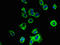 Transmembrane Protein 186 antibody, LS-C376836, Lifespan Biosciences, Immunofluorescence image 