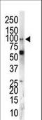 EPH Receptor A5 antibody, LS-C100263, Lifespan Biosciences, Western Blot image 