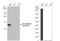 Hemoglobin Subunit Gamma 2 antibody, NBP2-16806, Novus Biologicals, Western Blot image 