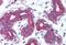 TNF Superfamily Member 11 antibody, MBS241339, MyBioSource, Immunohistochemistry paraffin image 