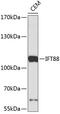 Intraflagellar Transport 88 antibody, 19-307, ProSci, Western Blot image 