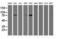 Golgi Membrane Protein 1 antibody, LS-B9814, Lifespan Biosciences, Western Blot image 