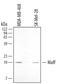 MAF BZIP Transcription Factor F antibody, AF3917, R&D Systems, Western Blot image 