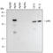 Mitogen-Activated Protein Kinase 12 antibody, AF1644, R&D Systems, Western Blot image 