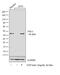 Serpin Family E Member 1 antibody, MON I-6-02, Invitrogen Antibodies, Western Blot image 