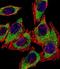 Eukaryotic Translation Initiation Factor 2 Alpha Kinase 4 antibody, orb251471, Biorbyt, Immunofluorescence image 