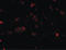 SLIT And NTRK Like Family Member 2 antibody, LS-C53253, Lifespan Biosciences, Immunofluorescence image 