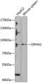 Oligophrenin 1 antibody, 22-570, ProSci, Western Blot image 