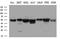 Serine Hydroxymethyltransferase 2 antibody, MA5-27057, Invitrogen Antibodies, Western Blot image 