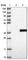 Tubulin Polyglutamylase Complex Subunit 2 antibody, HPA040617, Atlas Antibodies, Western Blot image 