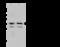 Ribonuclease H2 Subunit B antibody, 200021-T40, Sino Biological, Western Blot image 