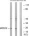 Mediator Complex Subunit 18 antibody, abx014571, Abbexa, Western Blot image 