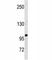 SPN antibody, F40339-0.4ML, NSJ Bioreagents, Western Blot image 