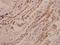 Glutamate receptor 4 antibody, A07044, Boster Biological Technology, Immunohistochemistry paraffin image 