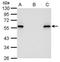 Cellular myelocytomatosis oncogene antibody, NBP2-43627, Novus Biologicals, Western Blot image 