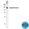 Complement Factor H antibody, AF4999, R&D Systems, Western Blot image 