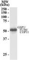 G Protein Pathway Suppressor 1 antibody, NB100-1237, Novus Biologicals, Western Blot image 