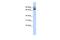 Kinesin Family Member 2A antibody, PA5-40802, Invitrogen Antibodies, Western Blot image 