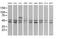 Ring Finger Protein 39 antibody, MA5-26227, Invitrogen Antibodies, Western Blot image 