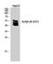Ubiquitin A-52 Residue Ribosomal Protein Fusion Product 1 antibody, STJ97356, St John
