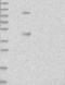 Zinc Finger Protein 114 antibody, NBP1-81180, Novus Biologicals, Western Blot image 