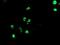 TLE Family Member 1, Transcriptional Corepressor antibody, NBP2-46134, Novus Biologicals, Immunofluorescence image 