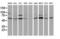 Beclin 1 antibody, LS-C172820, Lifespan Biosciences, Western Blot image 