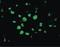 Apoptotic Peptidase Activating Factor 1 antibody, PA5-19893, Invitrogen Antibodies, Immunofluorescence image 