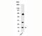 Small Ubiquitin Like Modifier 1 antibody, 33-220, ProSci, Western Blot image 