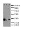 Myelin Associated Glycoprotein antibody, orb76264, Biorbyt, Western Blot image 