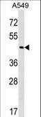 GA Binding Protein Transcription Factor Subunit Beta 1 antibody, LS-C159697, Lifespan Biosciences, Western Blot image 