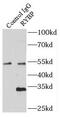 RING1 And YY1 Binding Protein antibody, FNab07547, FineTest, Immunoprecipitation image 