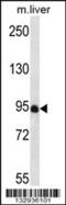 PDZ Domain Containing 4 antibody, 57-152, ProSci, Western Blot image 