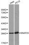 Synaptosome Associated Protein 25 antibody, LS-C192310, Lifespan Biosciences, Western Blot image 