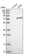 CD46 Molecule antibody, NBP1-82790, Novus Biologicals, Western Blot image 