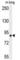 Leucine Rich Repeat Containing 4B antibody, abx025564, Abbexa, Western Blot image 