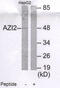 5-Azacytidine Induced 2 antibody, MBS001970, MyBioSource, Western Blot image 