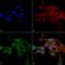 Receptor Interacting Serine/Threonine Kinase 3 antibody, LS-C774024, Lifespan Biosciences, Immunocytochemistry image 