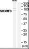 SH3 Domain Containing Ring Finger 3 antibody, PA5-39388, Invitrogen Antibodies, Western Blot image 