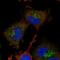 Acireductone Dioxygenase 1 antibody, PA5-57261, Invitrogen Antibodies, Immunofluorescence image 