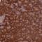 TBC1 Domain Family Member 19 antibody, NBP1-84600, Novus Biologicals, Immunohistochemistry paraffin image 